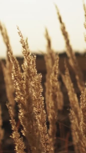 垂直录像 秋天的草地背景 郊区的风景 农村农业 平静的自然景观 干草金黄色的稻草在微风中摇曳在朦胧的日落天际上 — 图库视频影像