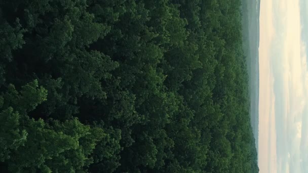 バーティカルビデオ 空からの森の景色 自然の風景 環境の風景 緑豊かな木の葉のスカイラインの背景フライオーバードローンショット — ストック動画