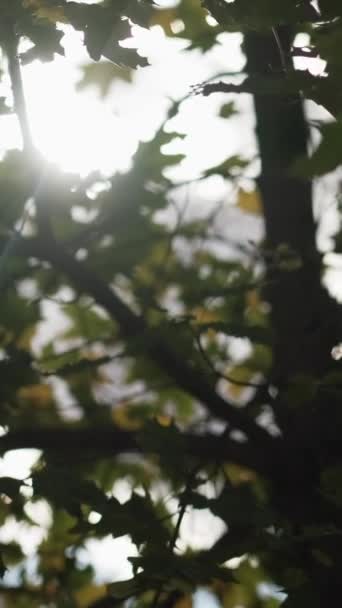 Vertikales Video Frühherbst Schöner Tag Friedliche Stimmung Grüne Baumblätter Sonnenschein — Stockvideo