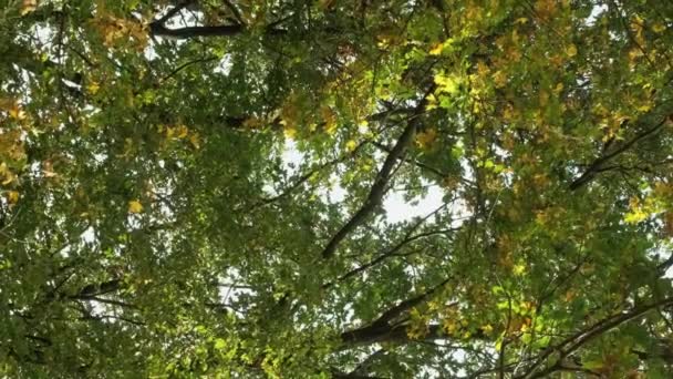垂直录像 森林背景 森林质感 大自然的宁静 秋天阳光明媚的一天 绿黄的郁郁葱葱的树叶在风中摇曳着 令人放松 — 图库视频影像