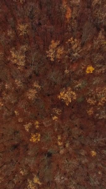 バーティカルビデオ 空の森に 秋の木 大気の木の葉 オレンジの茶色の葉 日光の落ちる自然の風景のドローン ビュー — ストック動画