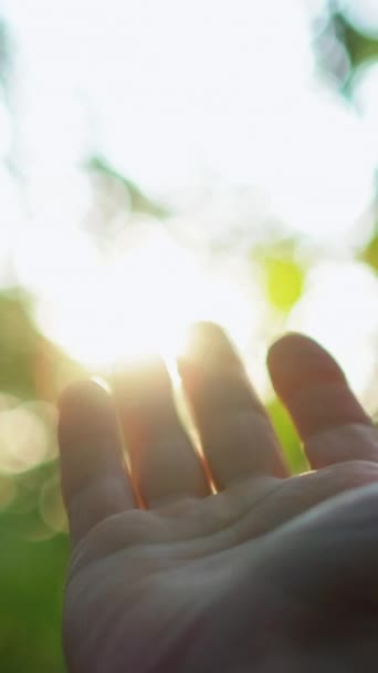 バーティカルビデオ 森の日の出 自然コミュニケーション ボケ光ビームに手を差し伸べる男は 空の背景にレンズフレアでぼやけた緑の木の葉を投げました — ストック動画