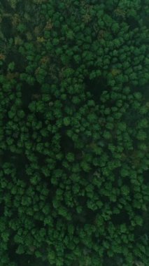 Dikey video. Drone ahşap görüntüsü. Orman manzarası. Manzaralı sisli bölge, kırsal yeşil ağaçlar vahşi yaz parkında yeşilleniyor..