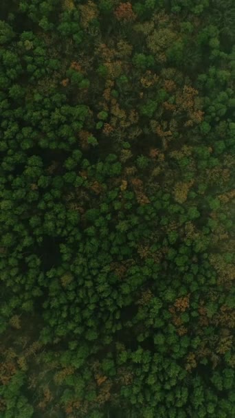 Vertikales Video Waldblick Aus Der Luft Baumwipfel Schöne Nebelverhangene Landschaft — Stockvideo