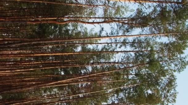 Vídeo Vertical Paisagem Florestal Textura Madeira Pinheiro Pôr Sol Paisagem — Vídeo de Stock