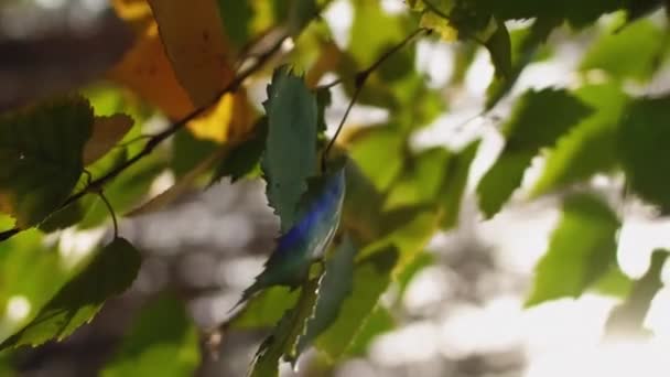 Вертикальное Видео Осенняя Листва Дерево Уходит Индийское Лето Крупный План — стоковое видео
