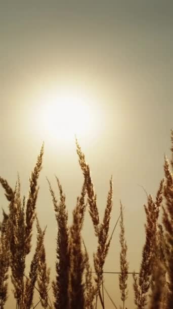 垂直录像 Meadow日出背景秋天的早晨平静的自然景观 农村干草金黄色的稻草头在雾蒙蒙的天空上 太阳光的焦距很远 — 图库视频影像