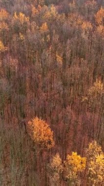 Dikey video. Hava yeşilliği. Sonbahar ağacı. Atmosferik manzara turuncu kahverengi yapraklar rüzgarda sallanıyor orman sonbaharı doğa hava aracı manzarası.