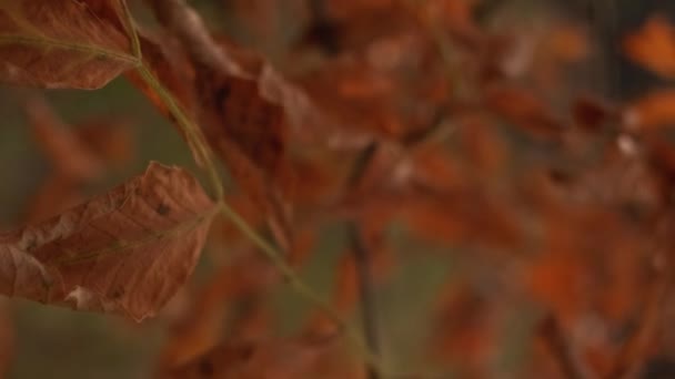 垂直录像 秋天的叶子 森林风景 秋天的自然美景 阳光明媚的黄昏背景下 干桔红色金黄色树叶在风中摇曳的遮挡物 — 图库视频影像