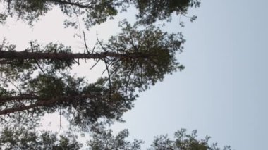 Dikey video. Çam ağaçları. Orman geçmişi. Doğa koruma. Yüksek gövdelerin altından mavi gökyüzünde sallanan yeşil ağaç tepelerinin fotokopi uzayıyla görüntüsü.