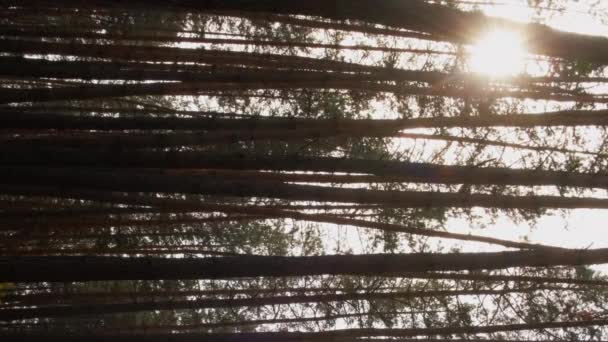 Вертикальное Видео Сосновый Лес Природа Текстура Дерева Высокие Коричневые Стволы — стоковое видео