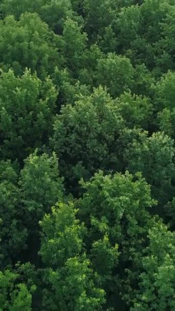 Vidéo Verticale Vue Aérienne Sur Nature Paysages Forestiers Campagne Arbres — Video