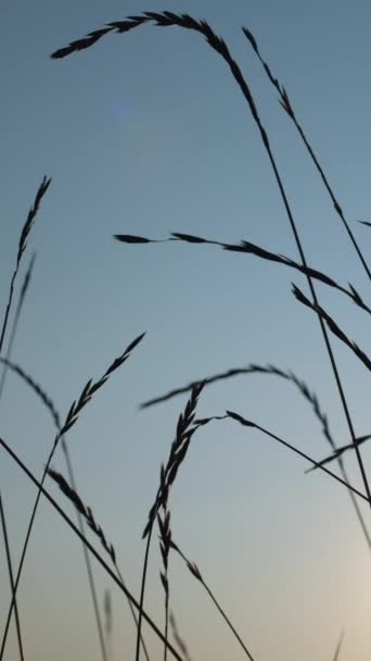 垂直录像 Meadow日落背景郊区的风景 自然之美干草芦苇迎风摇曳在蓝天朦胧的阳光下 — 图库视频影像