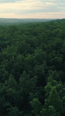 Dikey video. Hava orman manzaralı. Doğa manzarası. Çevre manzarası. Yeşil yemyeşil ağaçlar gökyüzü arkaplan üstü insansız hava aracı görüntüsü.