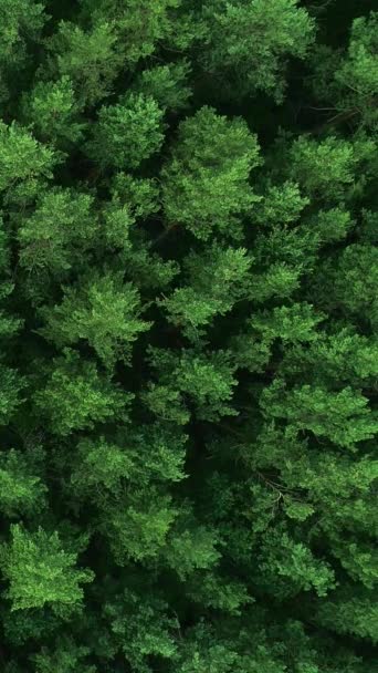 Vertikal Video Skogsbakgrund Hållbar Natur Utsikt Över Drönaren Ekologiska Livsmiljöer — Stockvideo