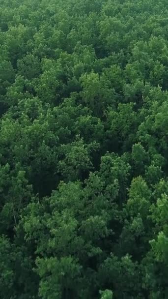 Verticale Video Luchtfoto Van Het Bos Natuur Landschap Milieuecologie Groene — Stockvideo