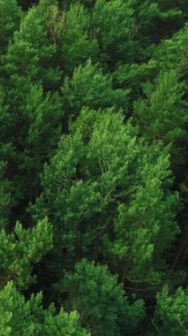 Dikey video. Doğa parkı geçmişi. Orman manzarası. Hava görüntüsü. Orman koruması. Yeşil ağaçlarla dolu vahşi kırsal bölge yaz yaprakları rüzgarda sallanıyor..