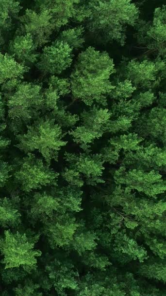Вертикальное Видео Фоновый Лес Устойчивая Природа Вид Беспилотника Эко Пейзаж — стоковое видео