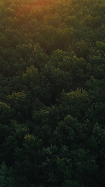 Verticale Video Uitzicht Het Bos Vanuit Lucht Natuurlandschap Groene Bomen — Stockvideo
