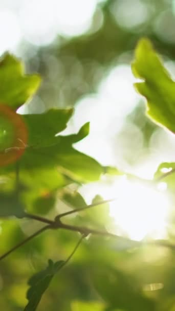 Κάθετο Βίντεο Φολέγιο Φόντο Ηλιαχτίδα Φυσικό Περιβάλλον Πάρκου Καλοκαίρι Πράσινο — Αρχείο Βίντεο