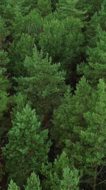 Dikey video. Woodland üstgeçidi geçmişi. Orman koruması. Hava görüntüsü. Rüzgarda sallanan yeşil çam ağaçları vahşi doğa parkı yaprak dokusunu rahatlatıyor..