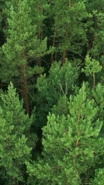 垂直录像 林地背景 空中射击 森林养护 大自然的宁静 野外飞驰 绿树冠叶在室外迎风摇曳 — 图库视频影像
