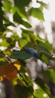 Dikey video. Sonbahar yaprakları. Ağaç yaprakları. Hint yazı. Sonbaharın yakın plan yeşil yemyeşil yemyeşil dalları rüzgarda sallanırken güneşli bir günde Bokeh light arka planında lens alevi etkisi.