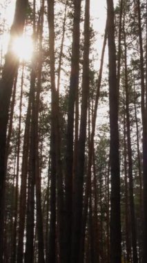 Dikey video. Çam ağaçları. Doğa geçmişi. Ağaç dokusu. Yüksek kahverengi şortlar yeşil taçlar güneş ışığında rüzgarda sallanıyor..