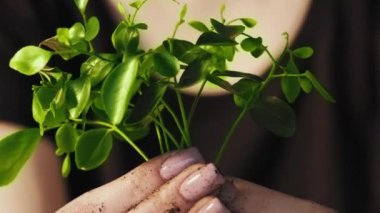 Çevreyi koru. Doğanın umudu. Yaşam enerjisi. Bakıcı kadın elleri titreyerek genç ve kırılgan yeşil bitkileri destekliyor..