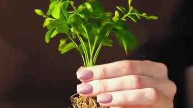 Bitki canlılığı. Hayat başlıyor. Ekolojik farkındalık. Korunma. Büyüyen kökleri olan genç yeşil fidanı tutan, ilgilenen kadın eli..