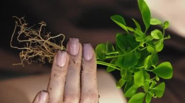 Dikey video. Genç filiz. Bitki kökleri. Gezegen bakımı Çevre dostu kadın el ele tutuşmuş yeşil fidan baş parmağını gösteriyor..