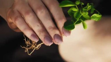 Dikey video. Bitki yetiştiriciliği. Dünya günü. Tarım işleriyle uğraşıyorum. Gönüllü bir kadın, kökleri toprak olan genç yeşil ağaç tohumu topluyor..