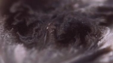 Boya serpintisi. Bulanık lekeler. Odaklanmamış siyah beyaz parçacık dokusu akrilik sıvı karışımı dalga hareketi soyut sanat arkaplanı.