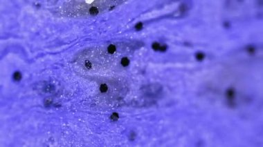 Mürekkep damlası. Parıltılı boya. Lüks sıvı. Odaklanmamış menekşe rengi, köpüren su emülsiyonu. Parlayan koyu pullar. Bokeh soyut sanat arka planı..