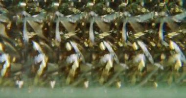 Neşeli bir parıltı. Bulanık Noel kurdeleleri. Işıldayan sarı altın rengi parlak parçacıklar soyut bokeh ışık arkaplanı üzerinde hareket ediyorlar.