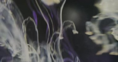 Bulanık atmosferik duman. Sıvı girdap. Çok renkli, mor, ışıl ışıl parlayan, ışıl ışıl, akarsu boyaları soyut koyu arkaplanda hareket ediyor..