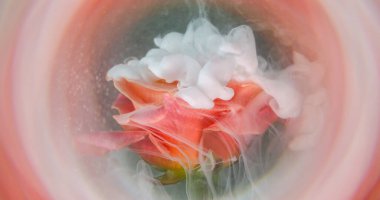 Duman patlaması. Sis çiçeği. Pembe şeftali dumanının çözünmüş pembe pembe sprey mürekkep çemberi. Soyut arkaplan rengi..