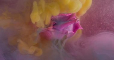 Duman dalgası. Su altı çiçeği. Sis pembesi su akışında sarı suluboya dökülmüş. Doğal gül çözünmüş taç yapraklı sanat geçmişi.