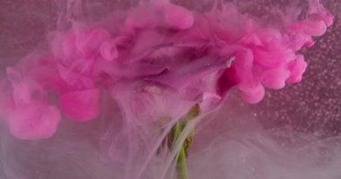 Renk buharı. Bud rose. Çiçek yaprağına dökülen pembe dumanlı boya. Soyut doğa odaklanmış akış bulutu simli su arkaplanı.