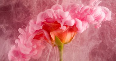 Mürekkep sisi. Sanat çiçeği. Gül yaprağında pürüzsüz renkli duman üfürüğü akışı. Soyut doğa bulanıklaştırılmış bulanık pembe turuncu bulutlu su arka planı.