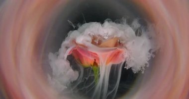 Duman patlaması. Sis çiçeği. Zarif, canlı, ışıltılı, şeftali rengi, sprey boya. Odaklanmış, dumanlı, soyut arka plan..