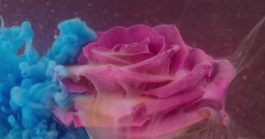 Duman boyası. Pigment akışı. Pembe yaprakların üzerinde mavi şeftali rengi tül sıvısı karışımı. Soyut doğa çiçek sanatı su arkaplanını çözdü.