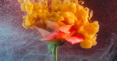 Sanat bulanıklığı. Gül dumanı. Sarı turuncu peçeli boya kırmızı çiçeğin üzerine düşüyor doğanın yaprakları parıldıyor mor soyut arkaplan su pigmenti yayılıyor..