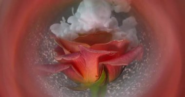 Mürekkep sisi. Sanat çiçeği. Gül yapraklarının üzerine beyaz pigment dumanı dökülüyor. Soyut doğa bulanık pembe şeftali bulutu parıltılı su arka planı.