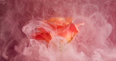 Duman karışımı. Girdap buharı. Bulanık şeftali gülünde beyaz parçacıklar pigment mürekkebi karışımı. Akıcı akan çiçek soyut su pembe arka plan sanat doğası.