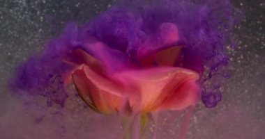 Mürekkep sisi. Sanat çiçeği. Gül yaprağında pürüzsüz renkli duman pudrası akışı. Soyut doğa menekşe mor bulut simli su arkaplanını çözdü.