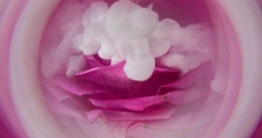 Duman sıvısı. Yaprak dumanı. Gül çiçeğini kaplayan beyaz dalga boyalı duman. Odaklanmamış pembe yuvarlak mercek sanat soyut dekoratif arkaplan.