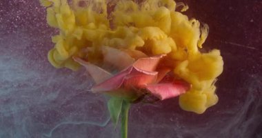 Sanat bulanıklığı. Gül dumanı. Sarı peçe renginde boya çiçeğin üzerine düşüyor. Doğanın taç yaprağı parıldıyor. Mor, soyut arka plan rengi su pigmenti yayılıyor..