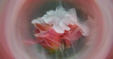 Duman patlaması. Sis çiçeği. Pembe şeftali dumanının çözünmüş pembe pembe sprey mürekkep çemberi. Soyut arkaplan rengi..