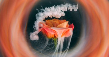 Mistik duman. Su altı yaprakları. Şeftali rengi çiçek tomurcuğuna beyaz puf sprey mürekkep. Haze gül doğal bulanık lens soyut arkaplan suyu.